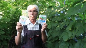 Как Спасти Виноград от Гнили во Время созревания - Про?