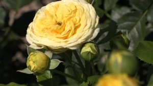 Лимон Помпон желтая роза  - бордюрная роза, флорибунда