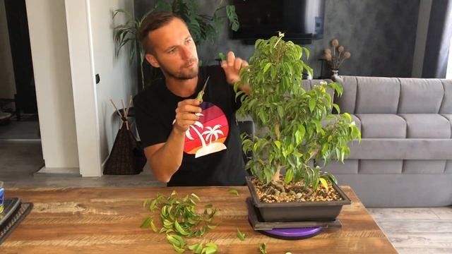 Формирование бонсай из фикуса Бенджамина Ч.3 смотреть онлайн