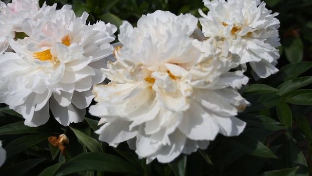 Пион Serene Pastel