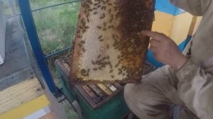 Подсадка маток другой породы в пчелосемью. ОТЛИЧНЫЙ с?