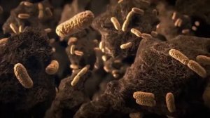 Живая земля Научно популярный Фильм о почве