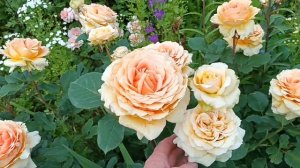 9 июня 2024 г. роза Гейша