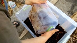 Заселение коконов червя старатель. Вермиферма. Зачепи