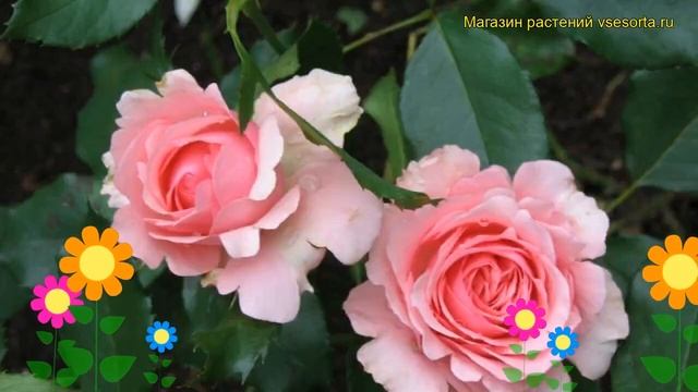 Роза чайно-гибридная Пентхаус. Краткий обзор, описани? смотреть онлайн