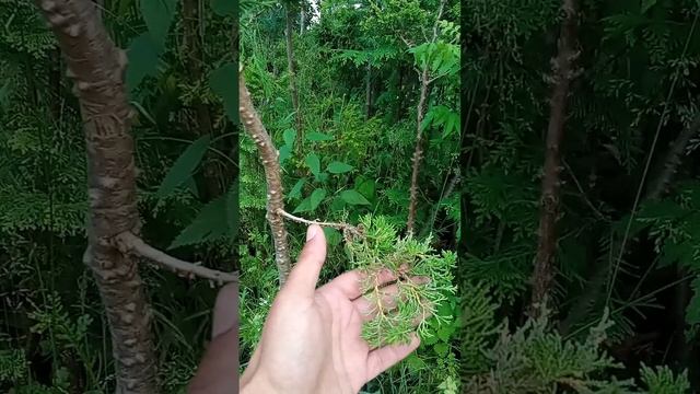 Прививка можжевельника на штамб из туи западной спуст