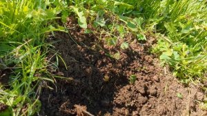 МОЖНО ЛИ САЖАТЬ ПИОНЫ  ВЕСНОЙ? МОЖНО!  СПОСОБ ПРОВЕРЕНН