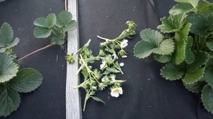 Зачем удалять цветоносы клубники в первый год посадки