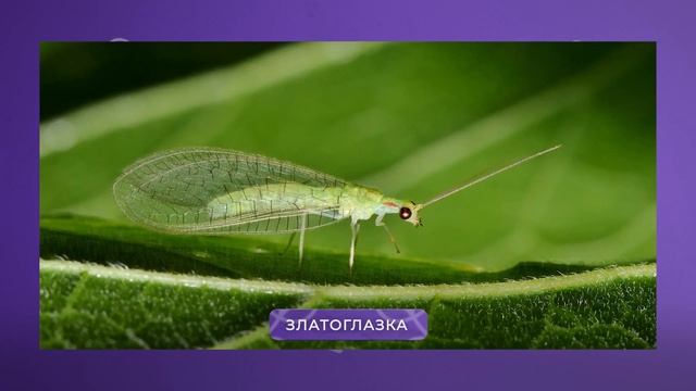 ЭТИ насекомые СПАСУТ ваш урожай! Самые полезные насек?