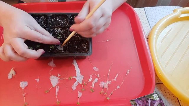 Сальвия. Выращивание из семян. Пикировка сальвии из ул