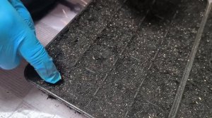 Укроп для Чайников. Ускоренное прорастание семян укро