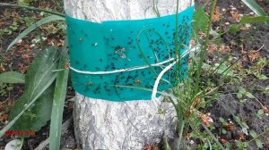 Как применять ловчий пояс на деревьях