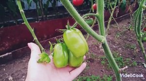 Обзор лежкого сорта томата "Московский деликатес" в мо