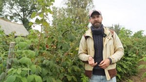 ВИРУСНЫЕ БОЛЕЗНИ МАЛИНЫ. Как определить вирусное забо