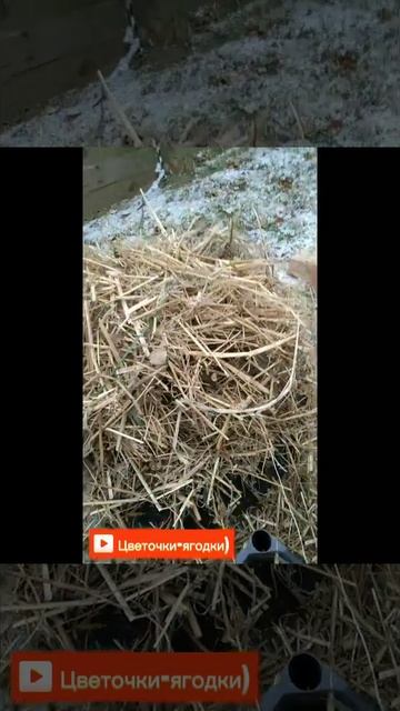 Как укрыть розу на зиму? 🌹🌨️❄️ #розы #роза #укрытие #