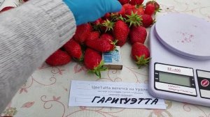 Гаригуэтта ценится во всем мире за десертные качества