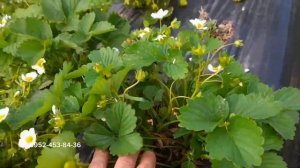 Ремонтантные сорта клубники, НСД