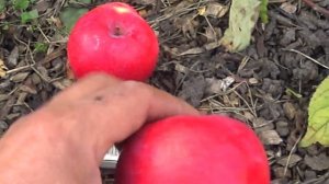 яблоня джулия рэд краткий обзор то что растет в сибири