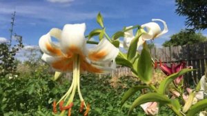 Лилия Lady Alice  (Lily Lady Alice)