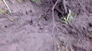 Как пересадить взрослый куст розы на новое место.