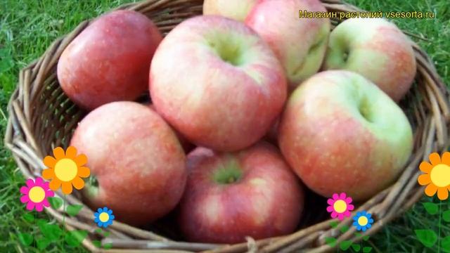 Яблоня домашняя Коричное ананасное. Краткий обзор, оп? смотреть онлайн