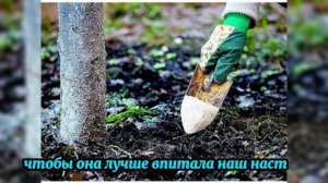 МОЩНАЯ осенняя подкормка для ВИШНИ — рецепт и пошагов