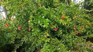 Часть третья.Выращивание граната в Краснодарском кра?