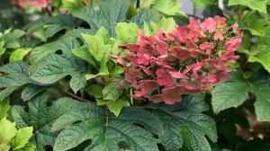 Гортензия дуболистная - уход, сорта, фото, видео. Как го