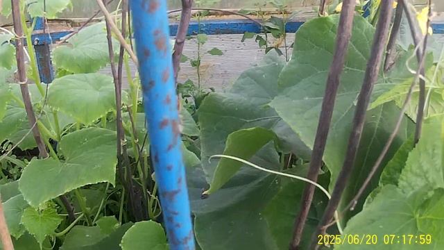 20 Июня Огурцы в Теплицы растут смотреть онлайн