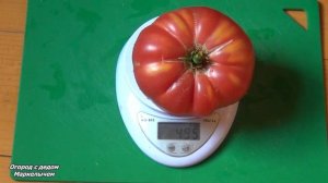 ТОМАТ  БАБУШКИН СЕКРЕТ. Обзор сибирского сорта, личный
