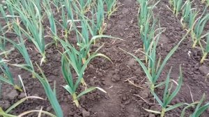 Выращивания чеснока. Техника достижения высокой урож?