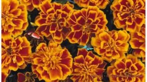 Бархатцы отклоненный Флейм 🌿 отклоненный бархатцы Ф?