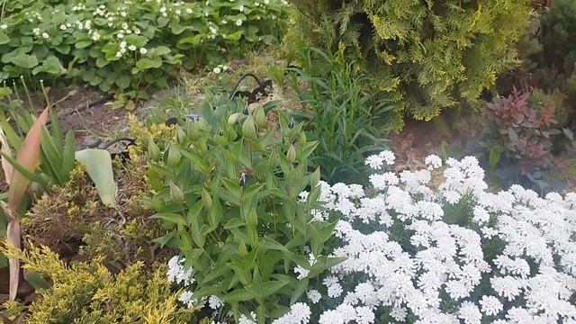 Что расцвело в саду после зимы?