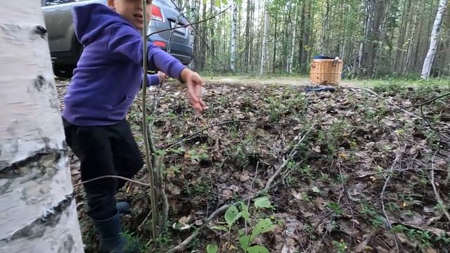 СБОР ГРИБОВ.КОРЗИНА БЕЛЫХ  ГРУЗДЕЙ.КАРЕЛИЯ.ЗАСОЛКА БЕ?