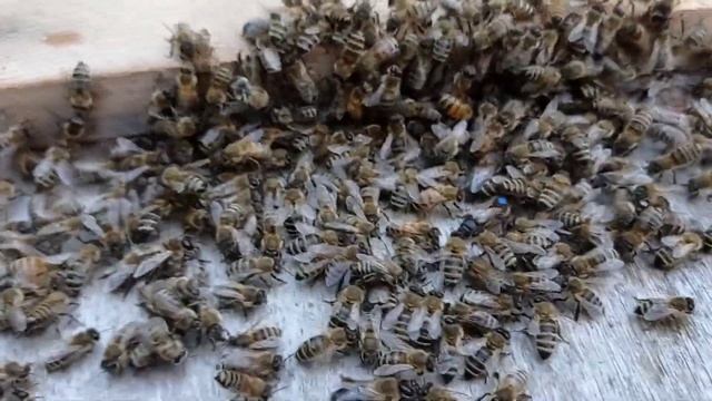 Ну сами напросились девки.Пчелы хотели роиться. смотреть онлайн