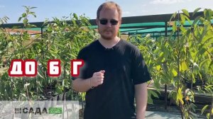 Черешня Юлия описание и характеристика сорта