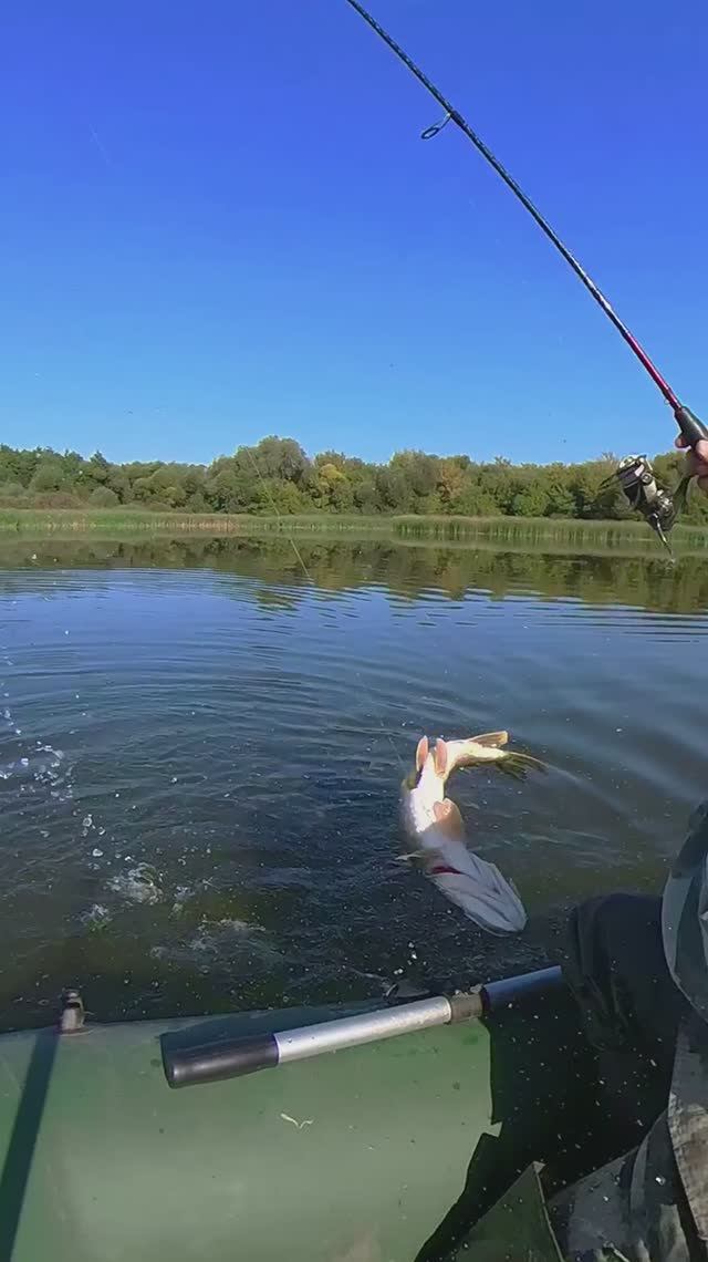ШОК! Щука решила, что лодка — её! Атака щуки! 😂🤣🎣 #рыбалка #щука #экстрим смотреть онлайн