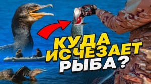 ГДЕ ВСЯ РЫБА? Бакланы или Рыбаки выловили.