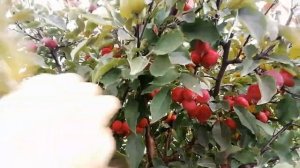 Яблоня Маковецкого, компот и авария.
