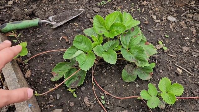 Осенний уход за клубникой на основе "горького опыта": ч смотреть онлайн