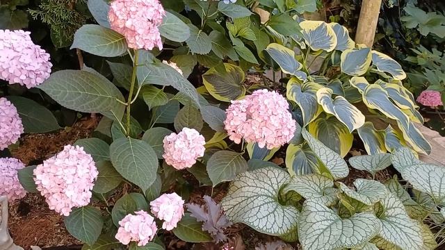 Гортензия широколистная МИСС САОРИ - такая разная! смотреть онлайн