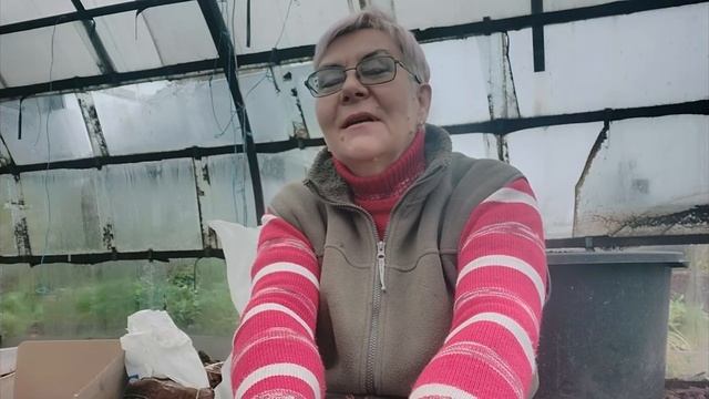Посадка озимого чеснока. Готовлю розы к зимовке. смотреть онлайн