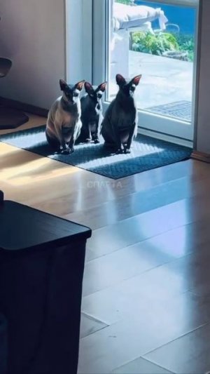 Коты в законе.