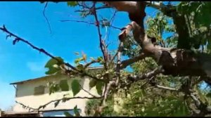 Прививка слив на абрикосе-четыре вида слив и четыре ви