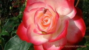 Роза флорибунда Мейян Жюбиле дю Принц де Монако 🌿 обз