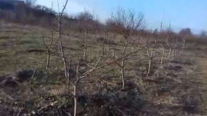 Отгибание веток на яблоне с помощью веревки и колышко?