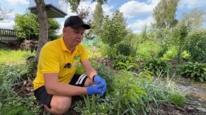 Не просыпаются саженцы.Как оживить саженец.