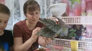 Укоренение бегонии во мхе.