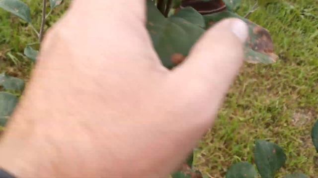 яблоня сорт "Серебренное копытце" в Хабаровске смотреть онлайн