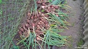 Банановый шалот - самый крупный и ароматический среди